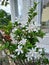 Beautiful Coral Swirl Flowers in front of a Buddhist Shrine