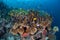 Beautiful Corals and Fish in Solomon Islands
