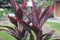 Beautiful cordyline fruticosa or commonly known as ti plant, palm lily, or cabbage palm