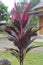 Beautiful cordyline fruticosa or commonly known as ti plant, palm lily, or cabbage palm