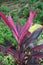 Beautiful cordyline fruticosa or commonly known as ti plant, palm lily, or cabbage palm