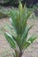 Beautiful cordyline fruticosa or commonly known as ti plant, palm lily, or cabbage palm