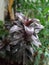 Beautiful ` Cordyline Fruticosa ` an evergreen flowering plant