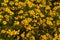 Beautiful Coreopsis (citrine) flowers in the garden