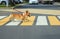 beautiful Corgi dog crosses an asphalt road on leash on a pedestrian crosswalk in the city