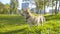 Beautiful corgi dog standing on a grass