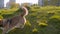 Beautiful corgi dog standing on a lawn