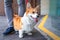 A beautiful Corgi dog is standing next to the owner in a queue or checkout line near the store and smilingly tongue out. A visit