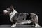 Beautiful corgi dog standing, side view, dark background