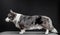 Beautiful corgi dog standing, side view, dark background