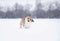 A beautiful corgi dog walks through the white snow in a winter park and shakes himself off in a funny way