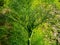 Beautiful coriander plant image india