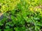 Beautiful coriander plants leaf image india