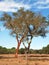 Beautiful cork oak trees used for the production of cork in the Alentejo region of Portugal