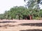 Beautiful cork oak trees used for the production of cork in the Alentejo region of Portugal