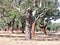 Beautiful cork oak trees used for the production of cork in the Alentejo region of Portugal