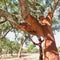 Beautiful cork oak trees used for the production of corkt in the Alentejo region of Portugal
