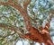 Beautiful cork oak trees used for the production of corkt in the Alentejo region of Portugal