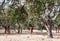 Beautiful cork oak trees used for the production of corkt in the Alentejo region of Portugal