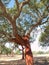 Beautiful cork oak trees used for the production of corkt in the Alentejo region of Portugal