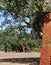 Beautiful cork oak trees used for the production of corkt in the Alentejo region of Portugal