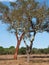 Beautiful cork oak trees used for the production of corkt in the Alentejo region of Portugal