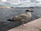 Beautiful cormorant bird on the river embankment