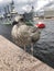 Beautiful cormorant bird on the river embankment