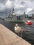 Beautiful cormorant bird on the river embankment