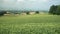 Beautiful corn field in rural