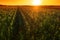 Beautiful corn field in sunset, drone footage aerial shot