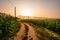 Beautiful corn fields in the morning sunrise