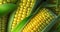 Beautiful corn texture. Summer, vitamin, vegetarian, vegan, healthy food concept. Fresh corn harvest