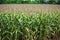 Beautiful cornfields background