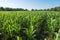 Beautiful cornfields on  blue sky background