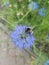 Beautiful cornflower blue nigella flower and foliage with bee on petals