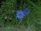 Beautiful cornflower blue nigella flower and foliage in garden setting