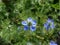 Beautiful cornflower blue nigella flowers and foliage in garden setting