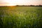 A beautiful cornflower field during the morning hours of summer.