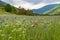 Beautiful cornflower field in Provence