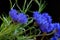 Beautiful cornflowers