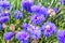 Beautiful cornflowers meadow close up