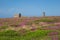 Beautiful Cornish landscape with purple heather foreground