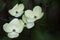 Beautiful Cornus Kousa, outside in the garden