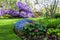 Beautiful Corydalis Flexuosa in full bloom, in the botanic garden in spring