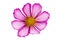 beautiful cosmea flower isolated