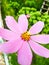 Beautiful cosmea flowers