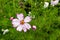 Beautiful Cosmos Cosmea flower, delicate pink blades on a background of green leaves