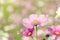 Beautiful cosmos in early autumn