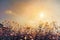 Beautiful cosmos flower field on sky with sunlight